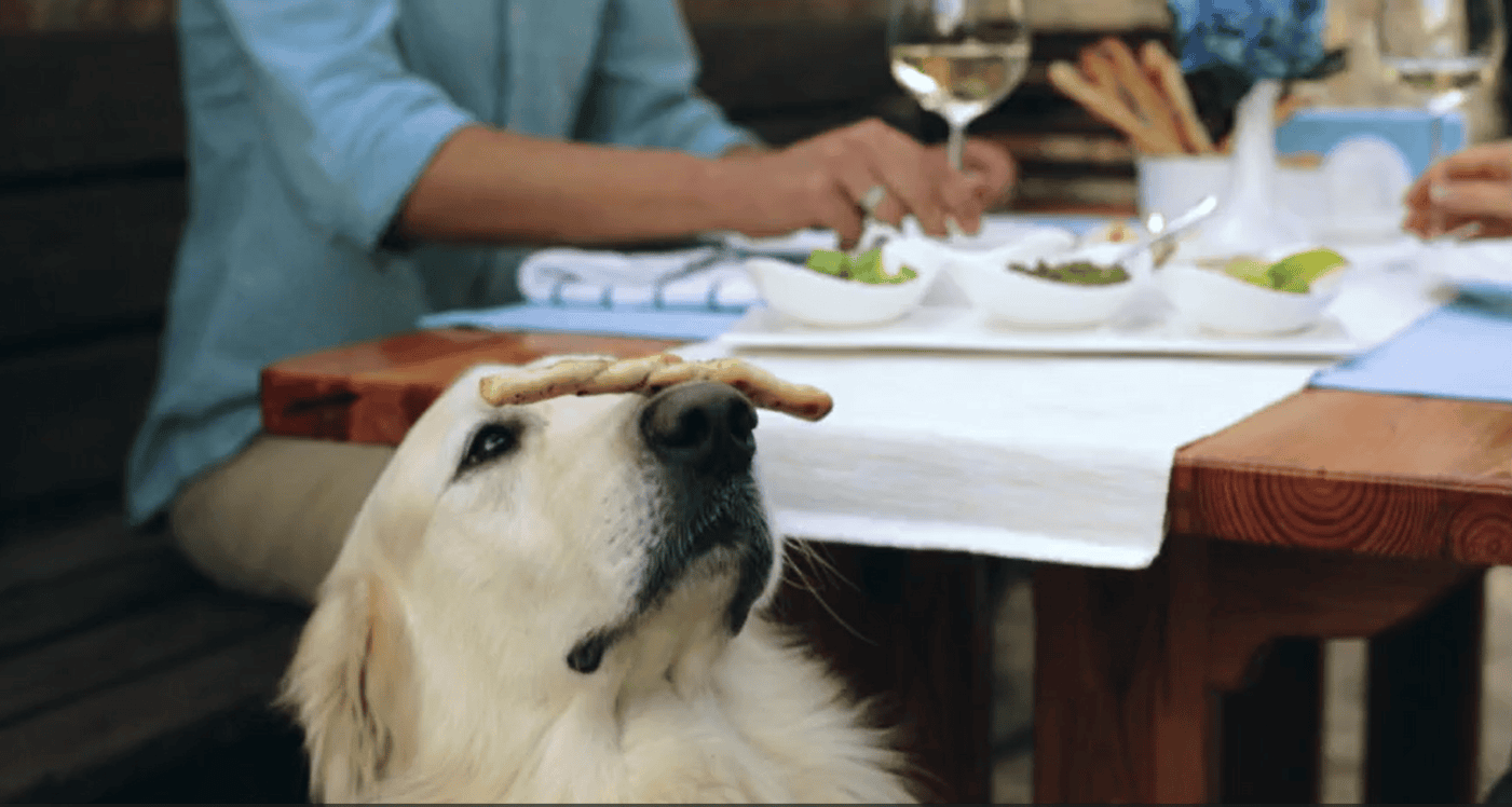 smart-dog.png