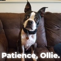 patience ollie