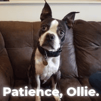 patience ollie patience ollie